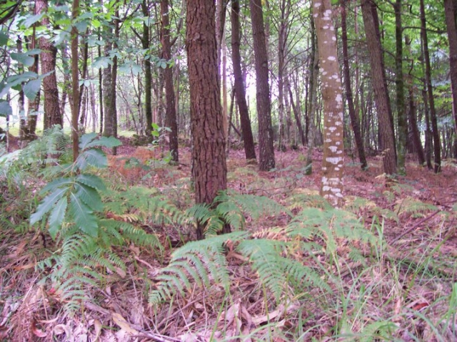  passeios na floresta